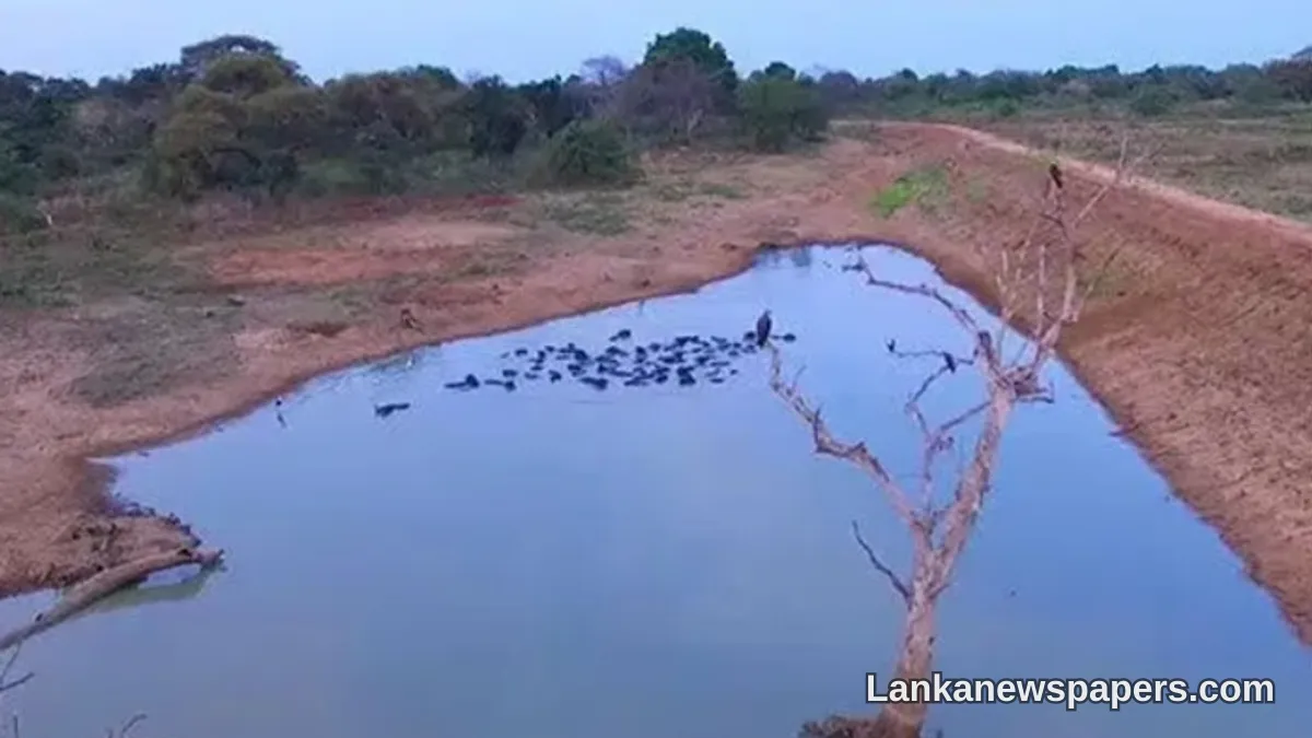 Sri Lanka's Reservoir Levels Fall to 47% as Dry Conditions Persist