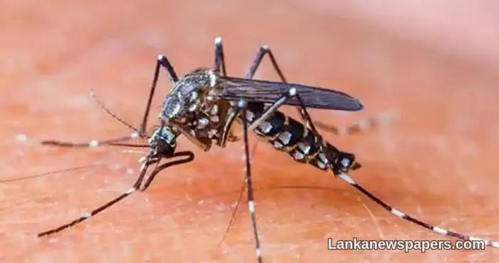 Sri Lanka's Dengue Crisis Deepens as Cases Cross 68,000 Mark with 47 Lives Lost