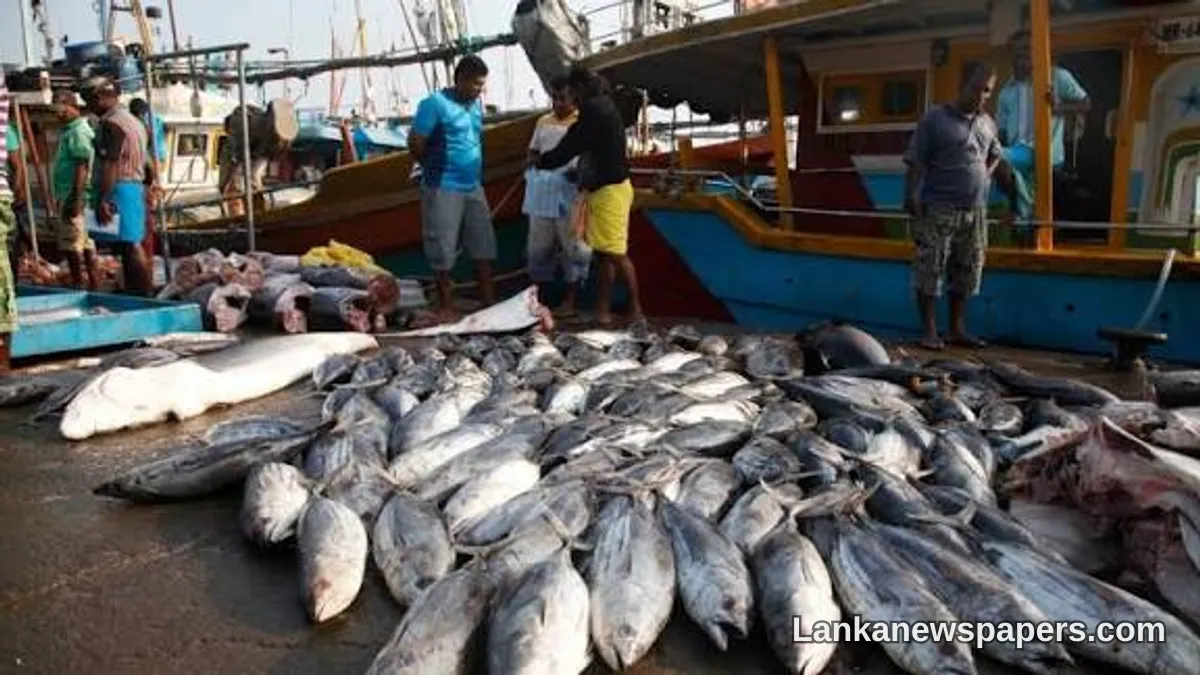 Sri Lanka's Fish Harvest on a Decade-Long Decline, Research Agency Warns