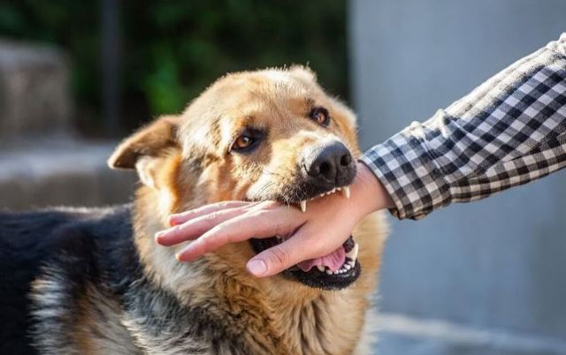 DOG BITES in sri lankan news