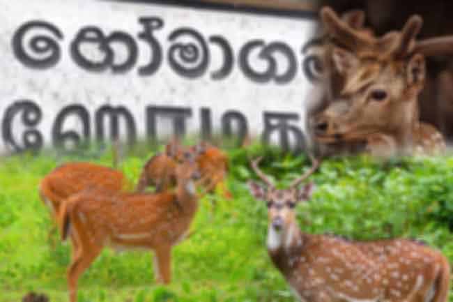 deer population in homagama in sri lankan news